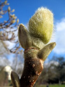 Spring nature branch