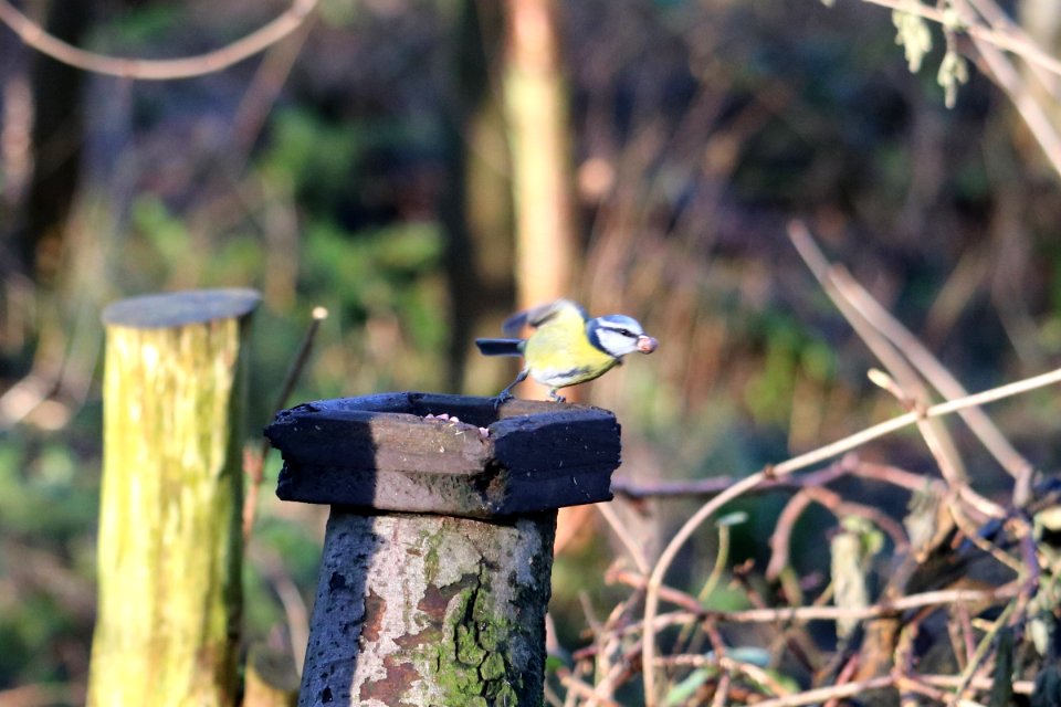 Blue Tit Take-off photo