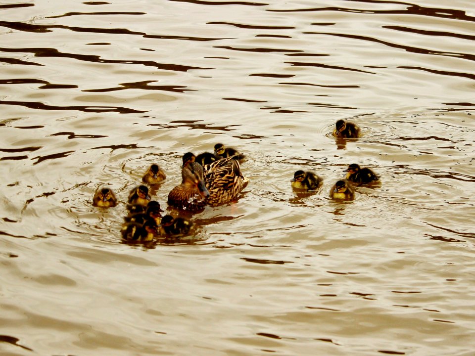 Malkins Bank Brood No. 3 photo