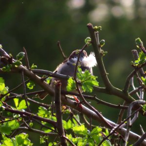 House-building Sparrow. photo