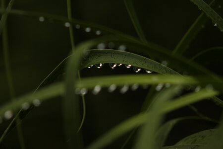 Green plant fresh photo