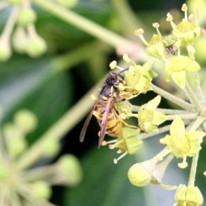 Ivy Flower