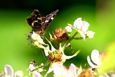 Papillon - Butterfly photo