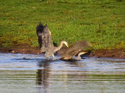 Herons 2 photo