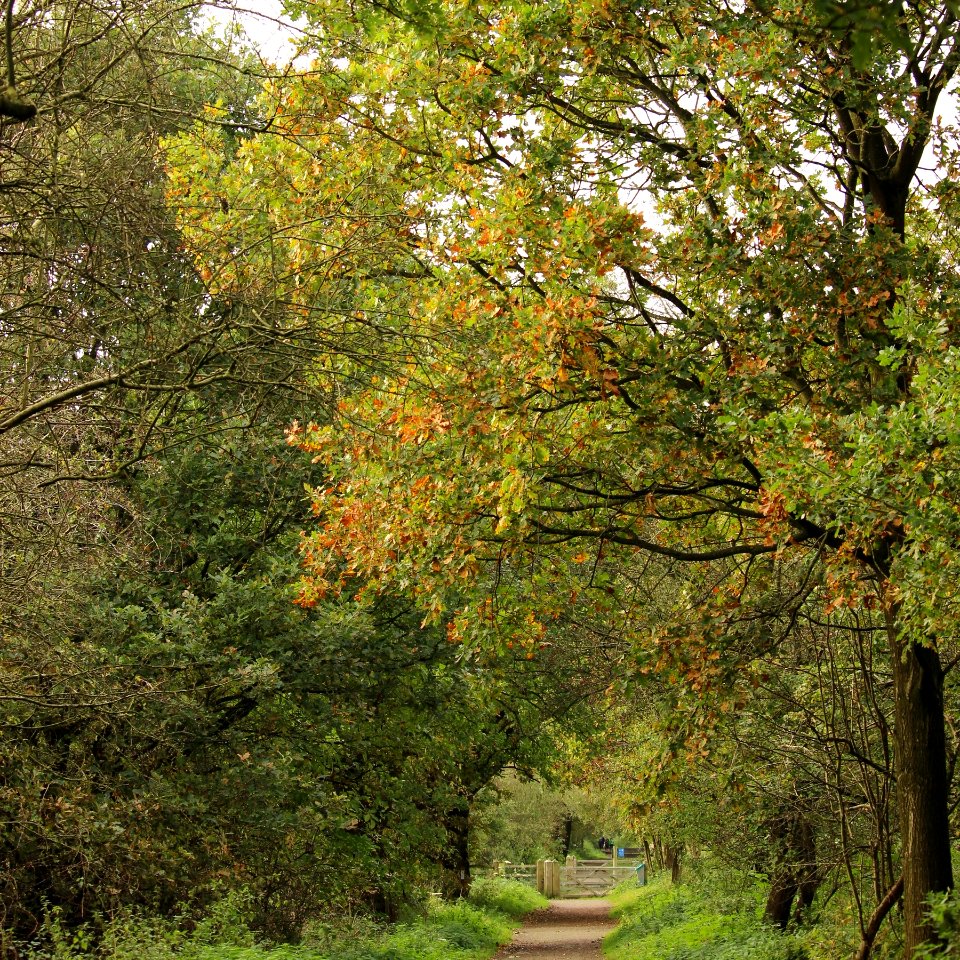 Autumnal Cheshire Oak. photo