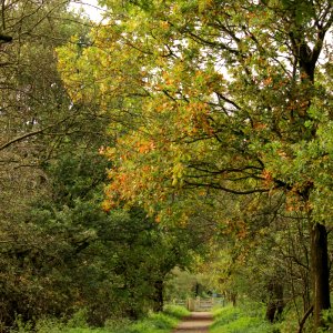 Autumnal Cheshire Oak.