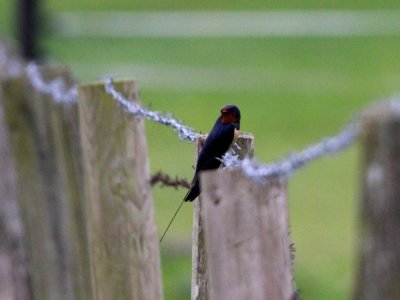 Swallows Return photo