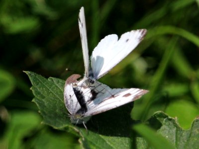 Dancing Whites. photo