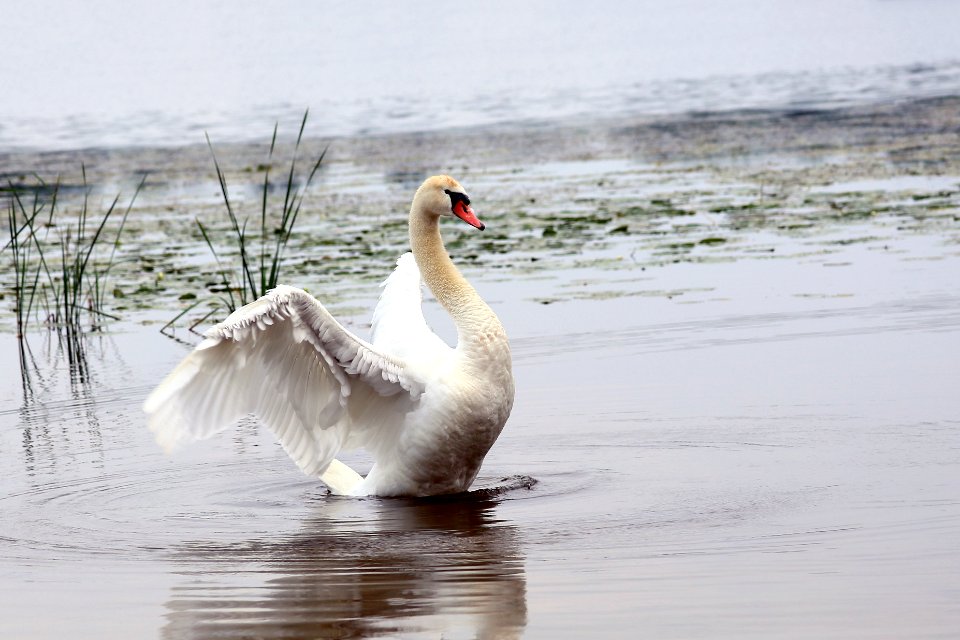 Lonely white swan of Hastings Lake, IL photo