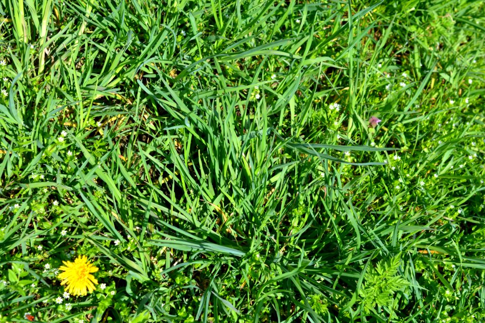 Flowers in the garden