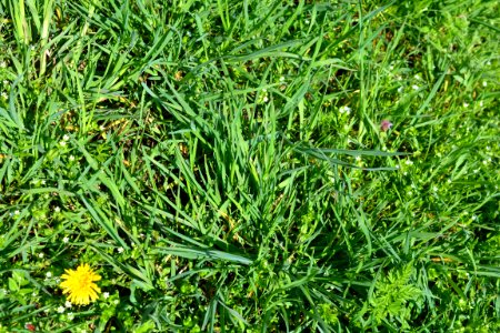 Flowers in the garden