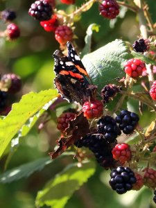 Autumnal Fruit photo