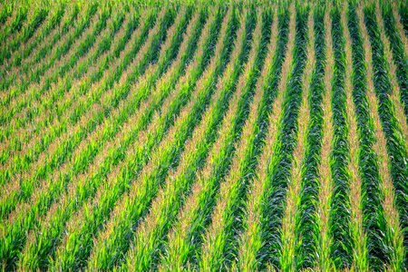 Field corn plants landscape