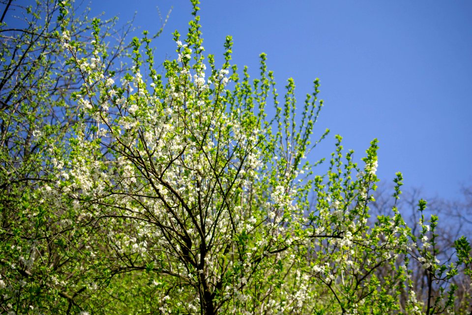 Flowers of spring