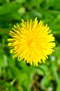 Flowers in the garden