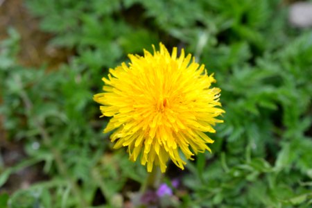 Flowers in the garden