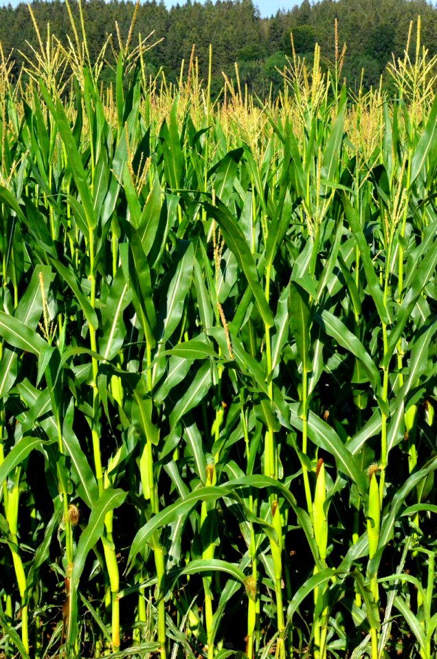 Cereals green background