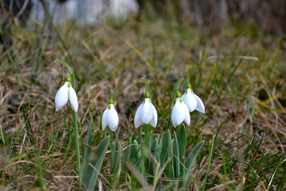 Snowdrops in February