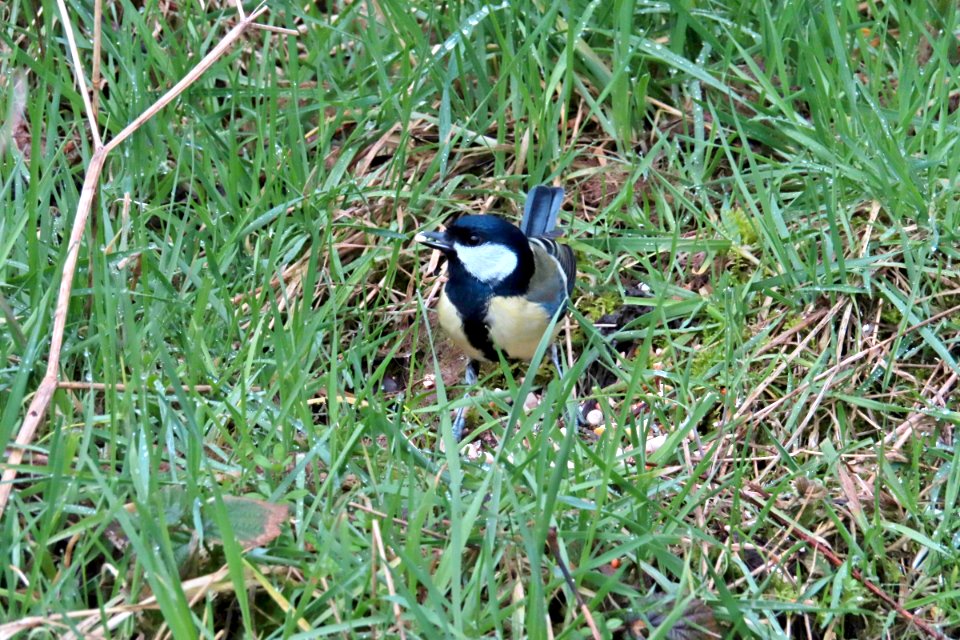 Great Tit photo