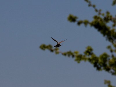 Kestrel photo