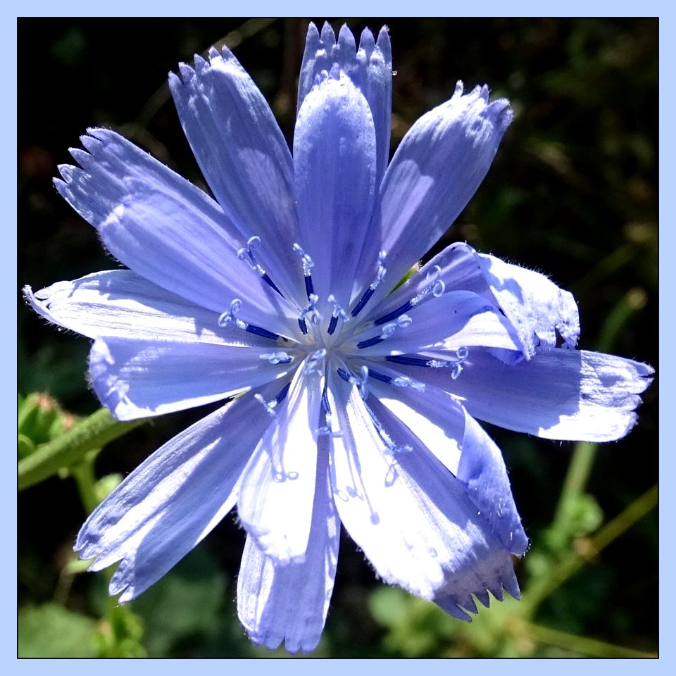Blue Macro