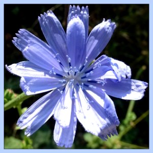 Blue Macro