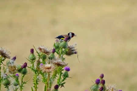 Goldfinch