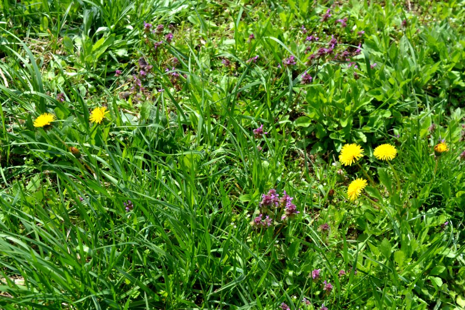 Flowers in the garden