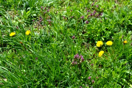 Flowers in the garden