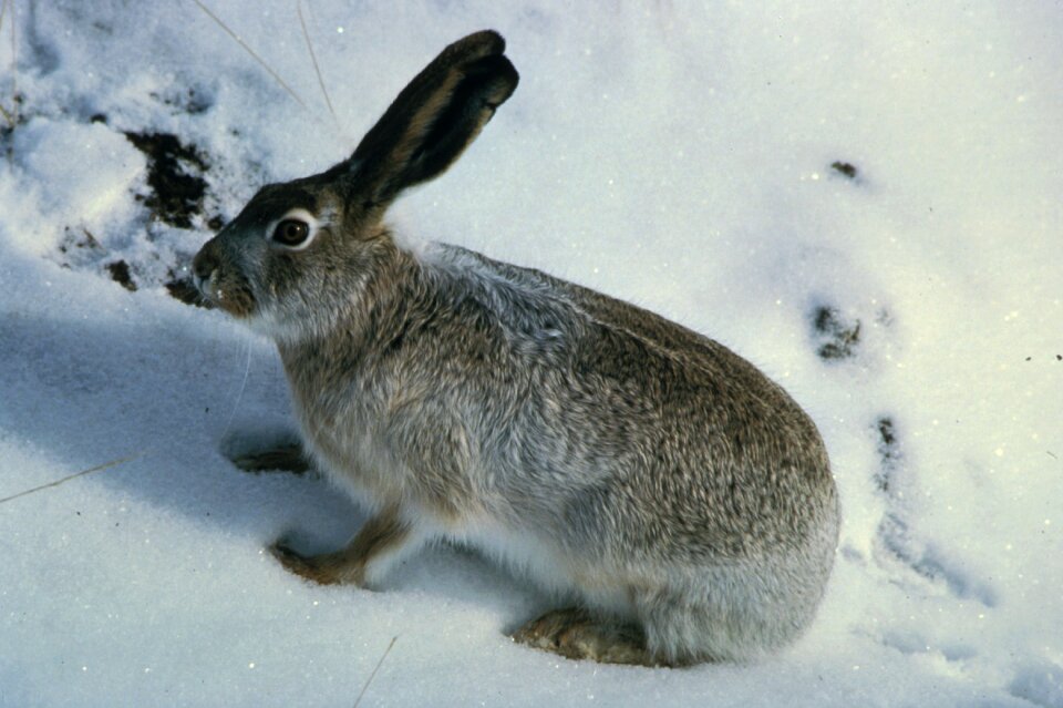 Snow bunny wildlife
