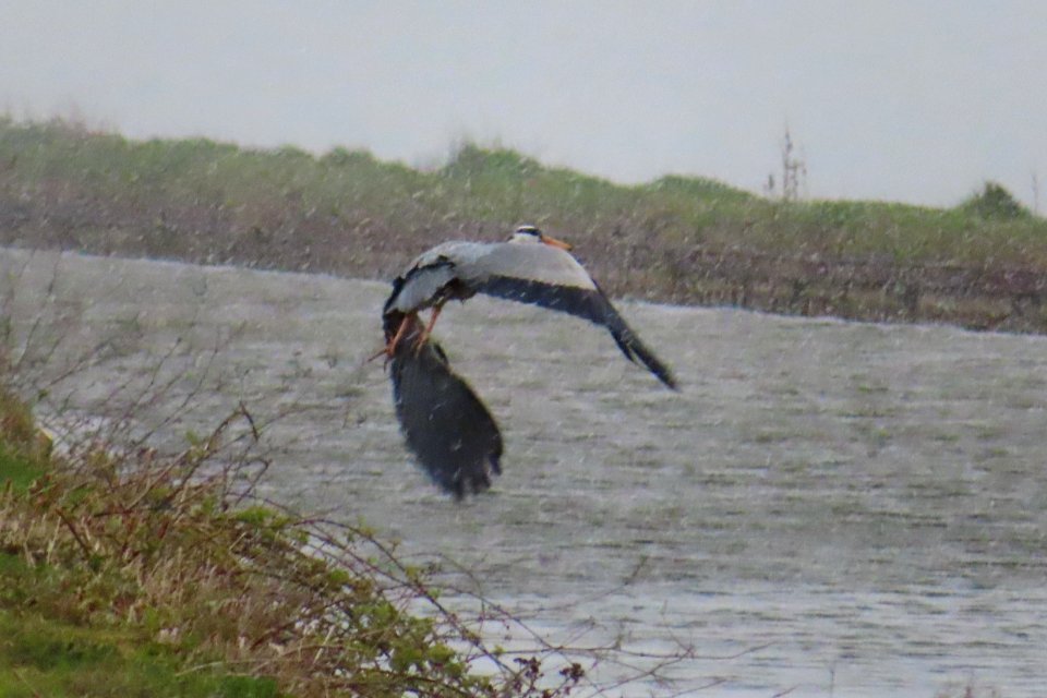 Grey Heron for WW.