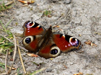Flying Insect 04 Aglais io