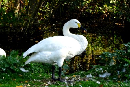 Bewick Swan Cygnus columbianus