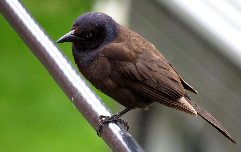 Quiscale bronzé (Quiscalus quiscula) Common grackle