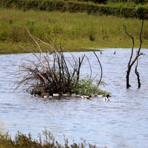 Shelduck Family photo