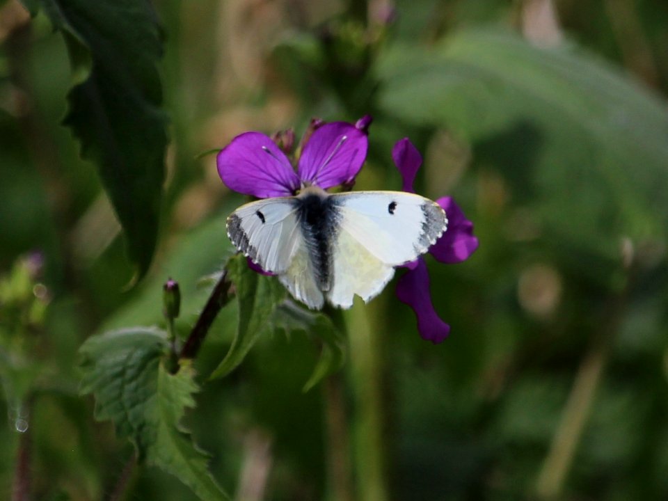 Orange Tip Female 1