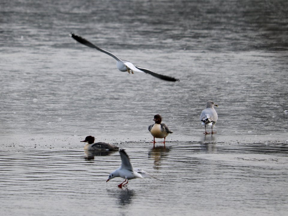 SWT Westport Lake. 31/01/2019