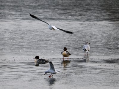 SWT Westport Lake. 31/01/2019 photo