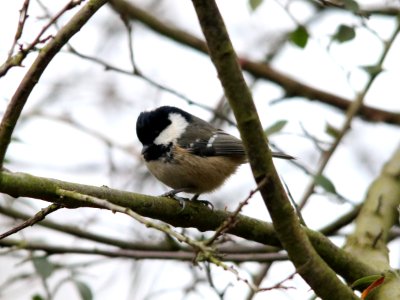 Coal Tit photo