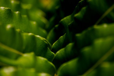 Wavy Greens