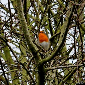 "Will sing for peanuts" photo