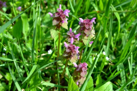 Flowers in the garden