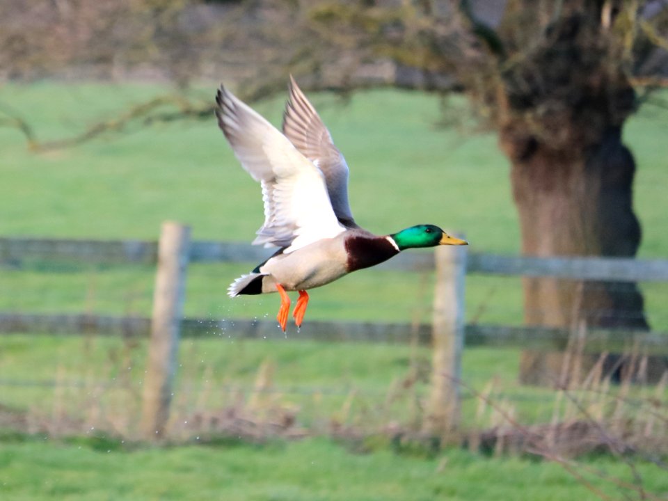 Like Water off a Duck's Feet
