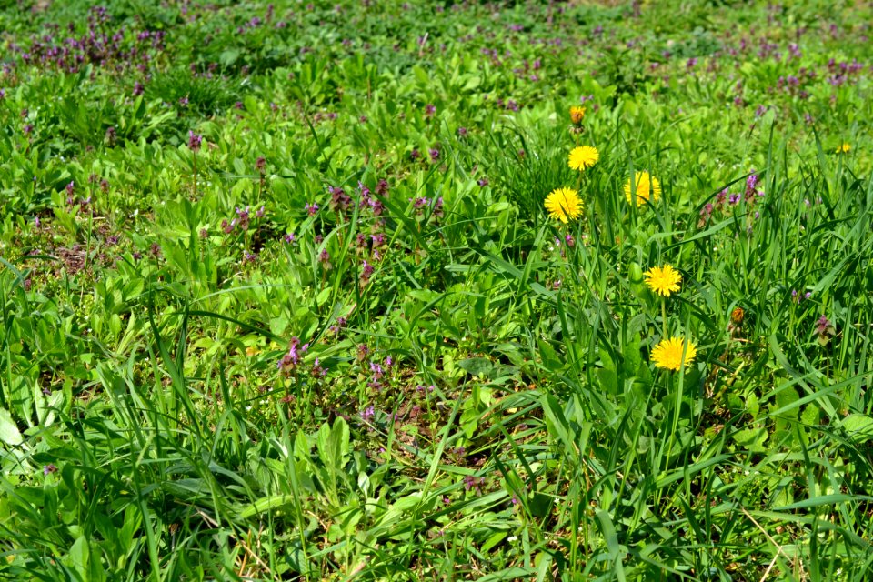 Flowers in the garden