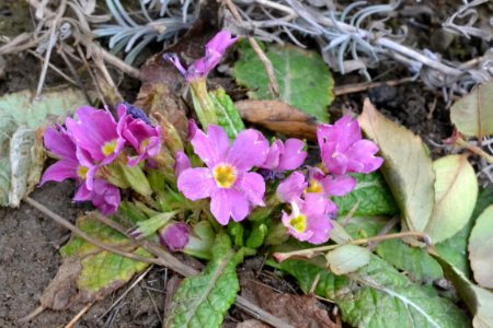 Primula in February