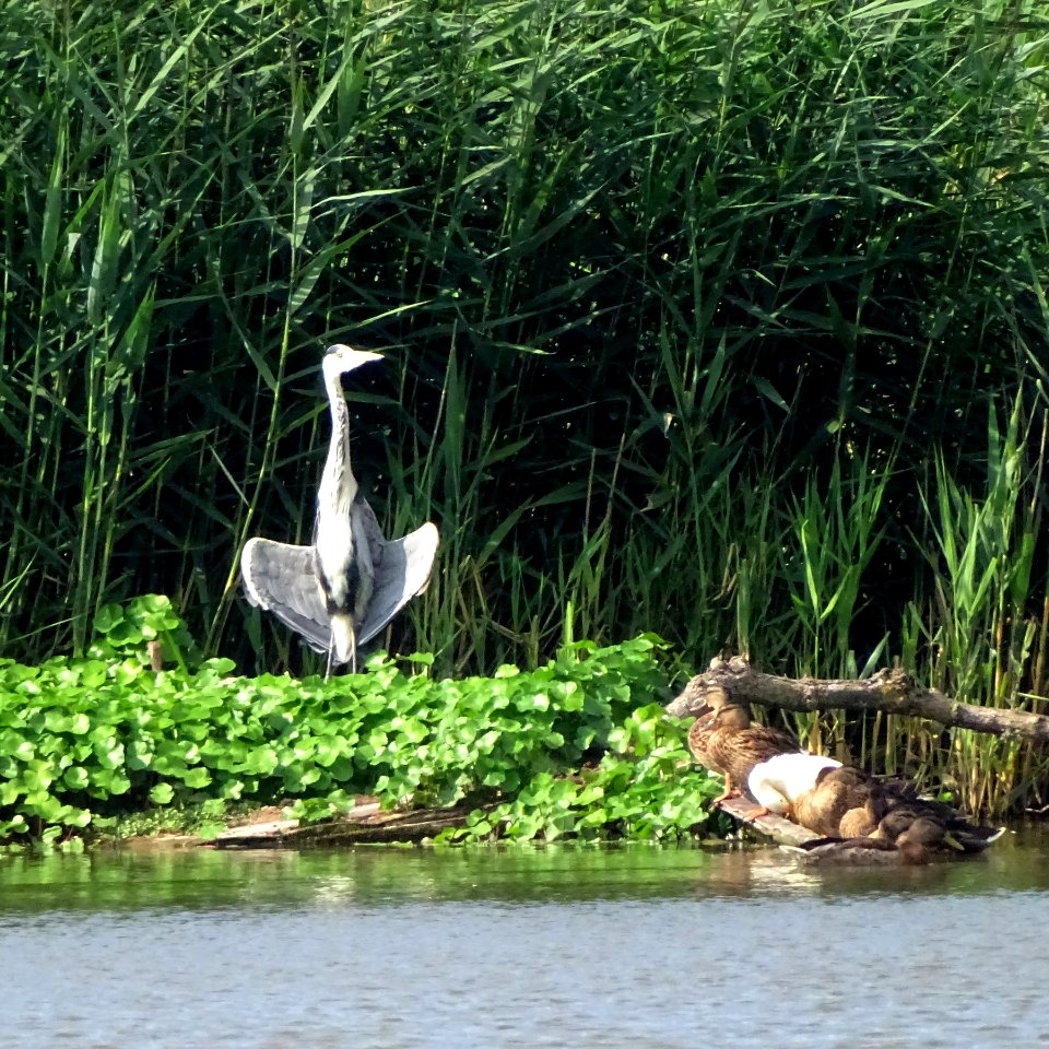 "Hey Duck. Want some of this?"