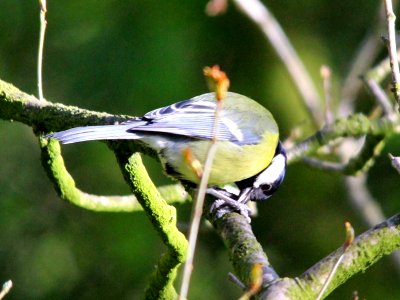 Great Tit