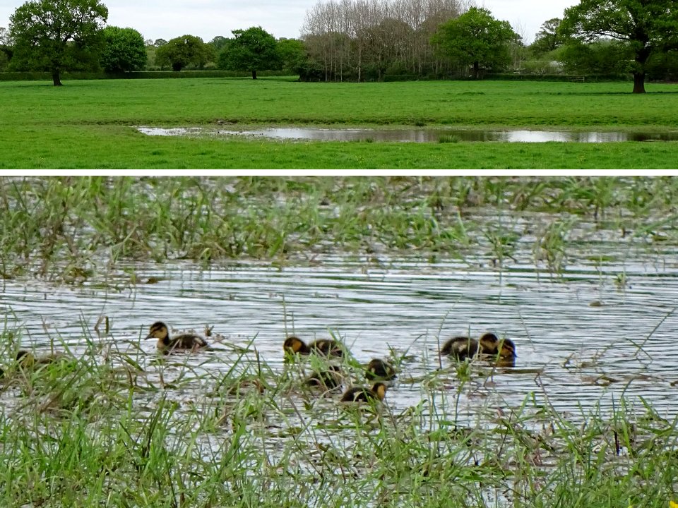 Ducklings photo