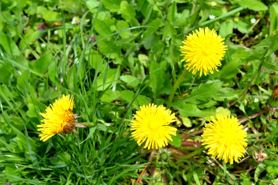 Flowers in the garden