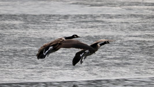 SWT Westport Lake. 31/01/2019 photo